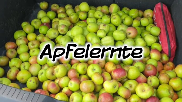 Apfelernte