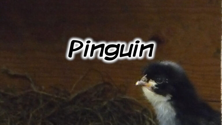 Pinguin