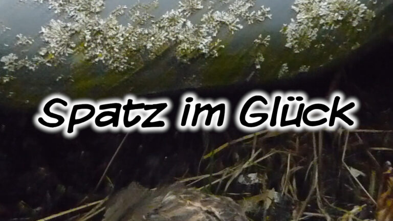 Spatz im Glück