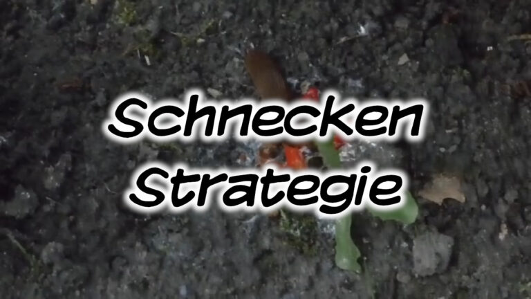 Schnecken-Strategie