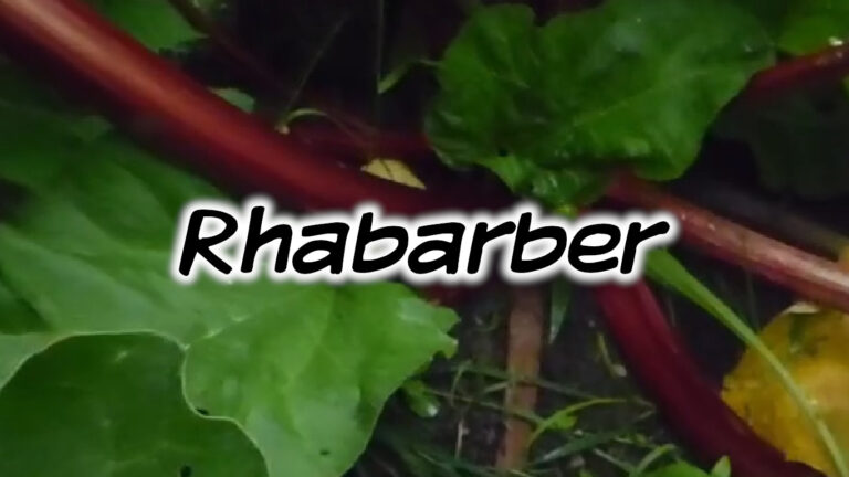 Rhabarber