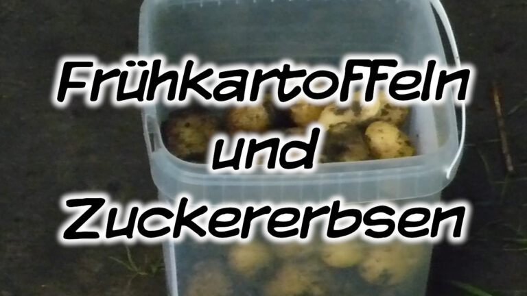 Frühkartoffeln und Zuckererbsen