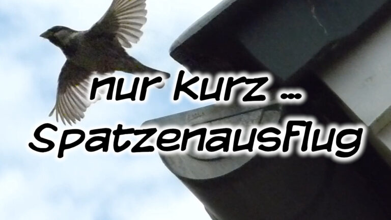 Spatzenausflug