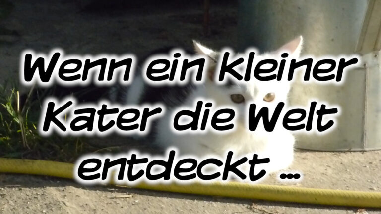 Wenn ein kleiner Kater die Welt entdeckt