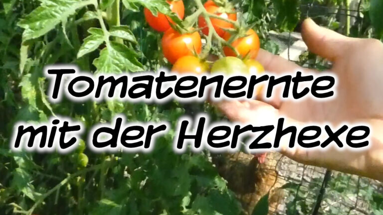 Tomatenernte mit der Herzhexe