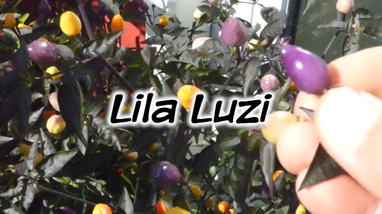 Lila Luzi