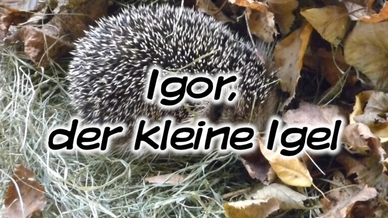 Igor, der kleine Igel