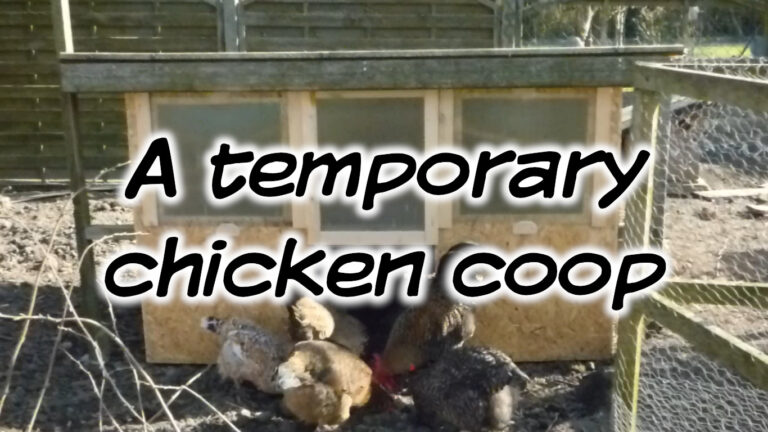 A temporary chicken coop