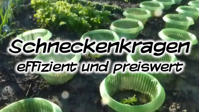 Schneckenkragen – effizient und preiswert