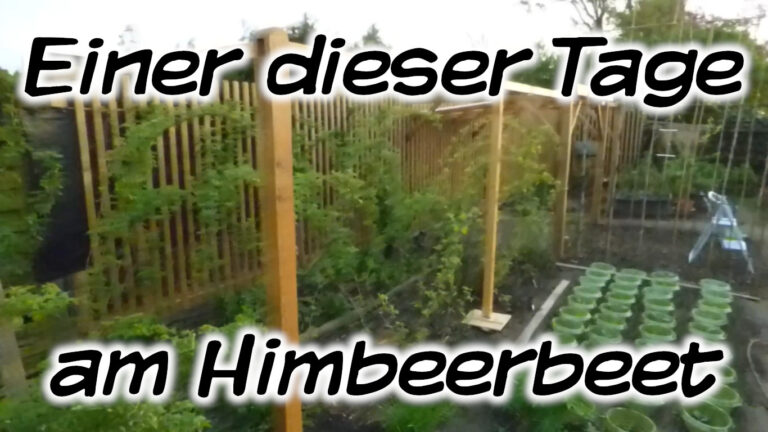 Einer dieser Tage … am Himbeerbeet